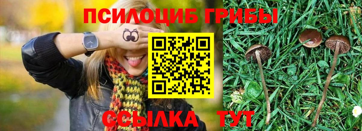 Галлюциногенные грибы Psilocybe  Вход с VPN  Карталы 